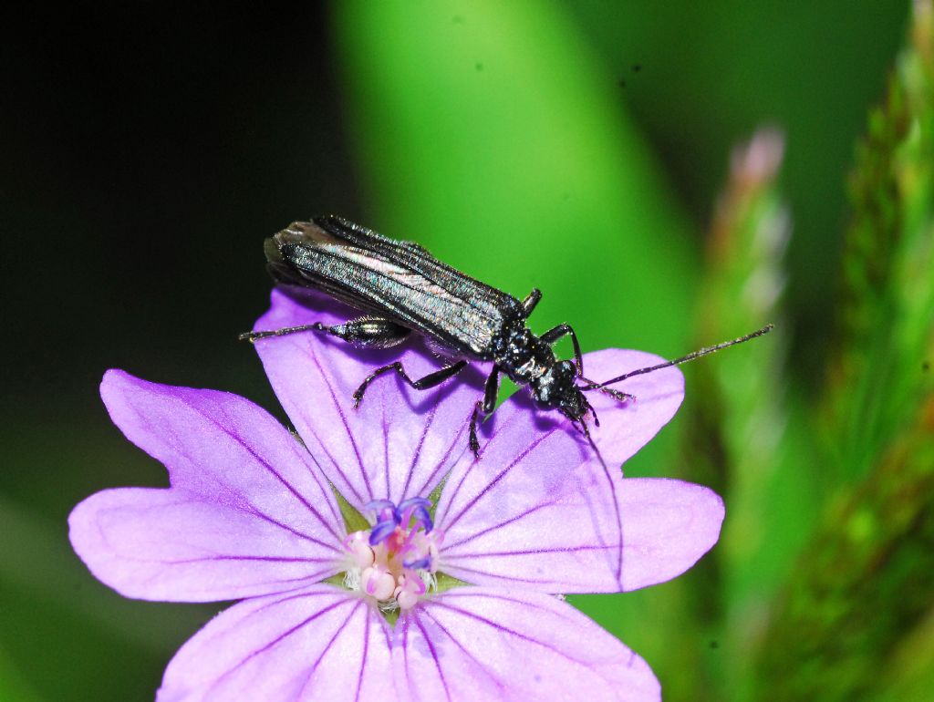 Oedemera atrata o tristis ? O. tristis